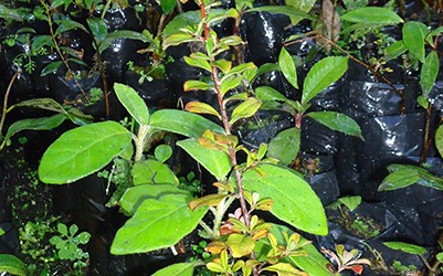 I. Municipalidad de Quilaco en conjunto con CONAF informa… El programa Ecosistema y Sociedad año 2017 de la Corporación Nacional Forestal y en conjunto con la I. Municipalidad de...